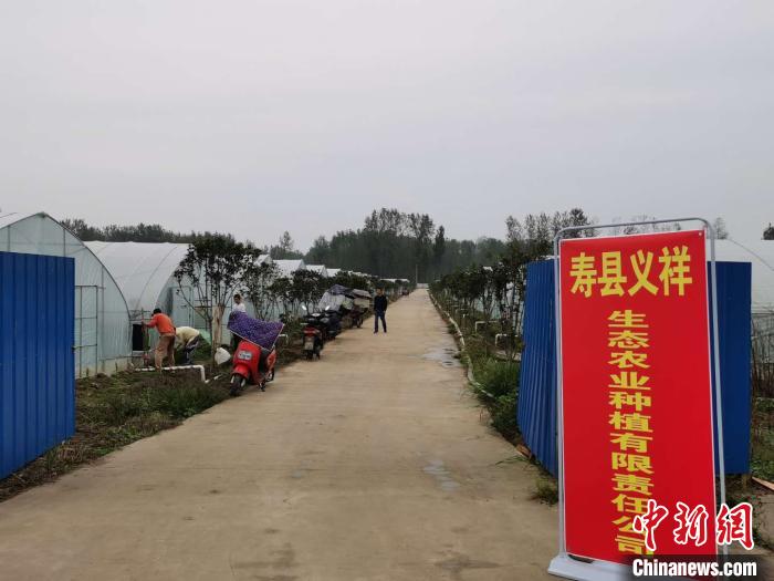 寿县扶贫基地里建了一排排特色种植大棚。　张强 摄