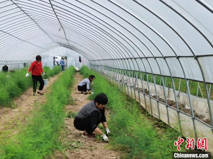 寿县扶贫基地里，工人们在为芦笋除草。　张强 摄