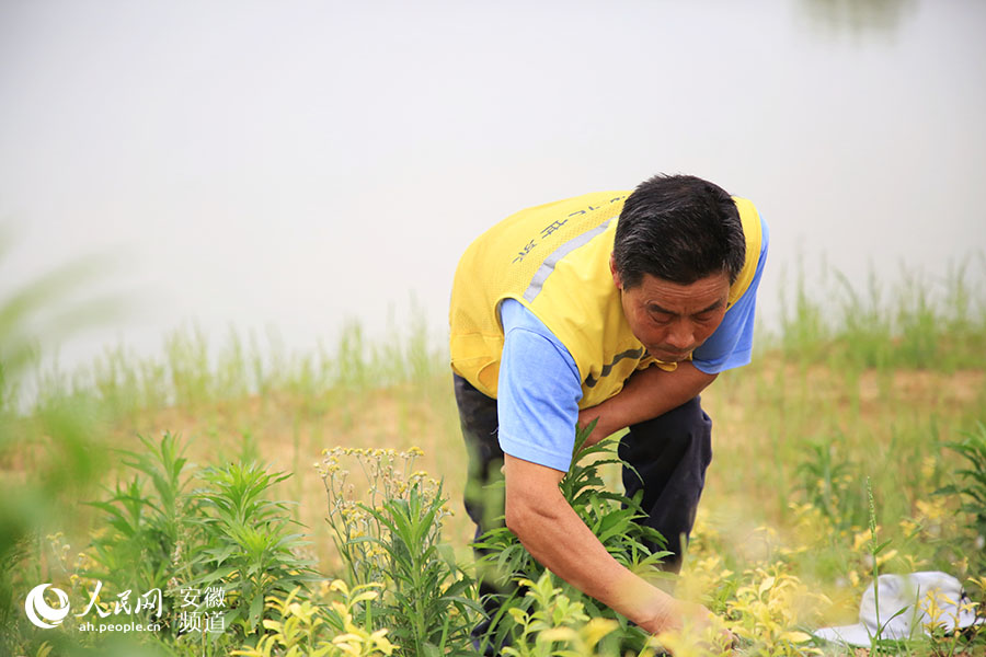 这两天，汤春山忙着在花卉基地锄草。李希蒙摄
