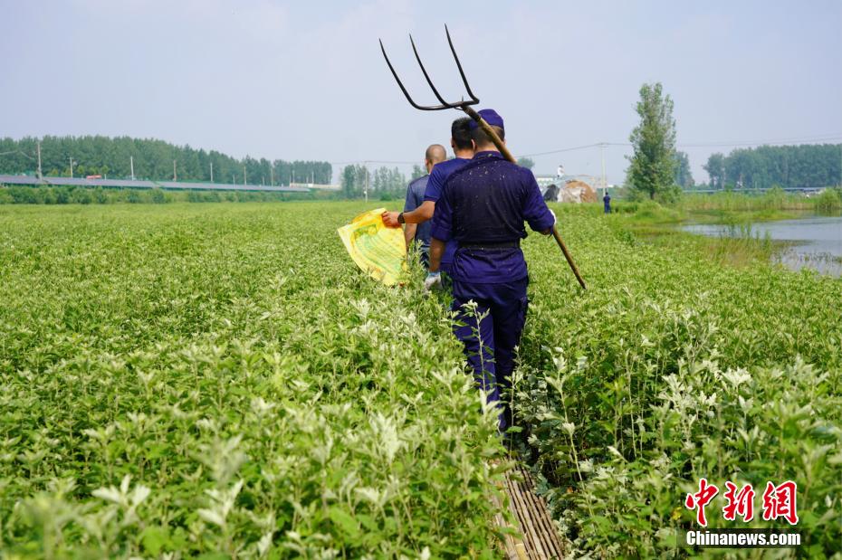 与洪水赛跑 消防员帮农户抢收30余吨艾草