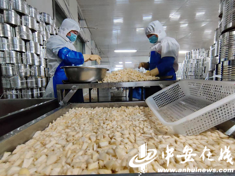 罐头加工生产线 (2).jpg