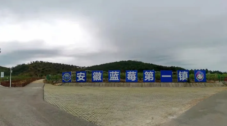 【喜迎党代会 皖美这五年】从“荒坡”到“金坡” 小小蓝莓贡献大力量